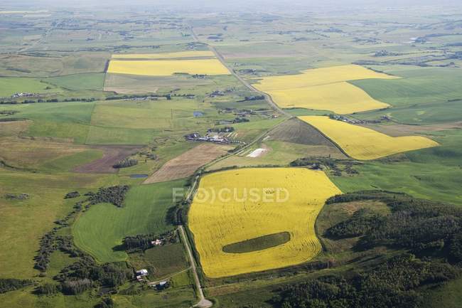 Зеленые и желтые поля — стоковое фото
