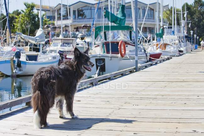 Cane in piedi sul molo — Foto stock