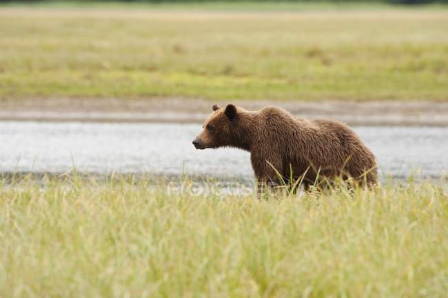 Медвежонок Гризли стоит на поле — стоковое фото