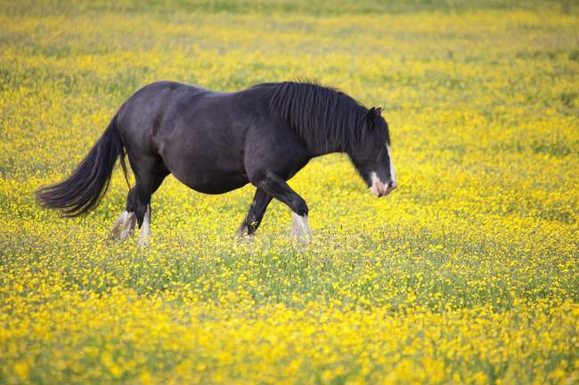 Cavallo a piedi nel campo — Foto stock