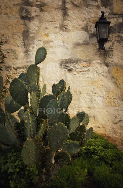 Cactus In Front Of The Alamo — Stock Photo