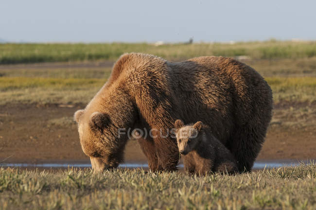 Un orso grizzly (Ursus Arctos Horribilis) e cucciolo; Alaska, Stati Uniti — Foto stock