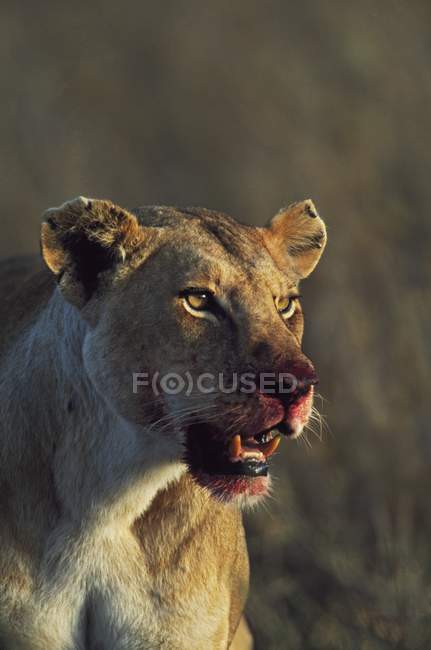 Löwin mit blutigem Gesicht — Stockfoto