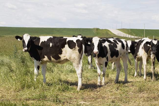 Jeunes bovins laitiers dans les pâturages — Photo de stock