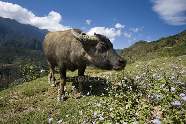 Buffalo de água em pé na grama — Fotografia de Stock