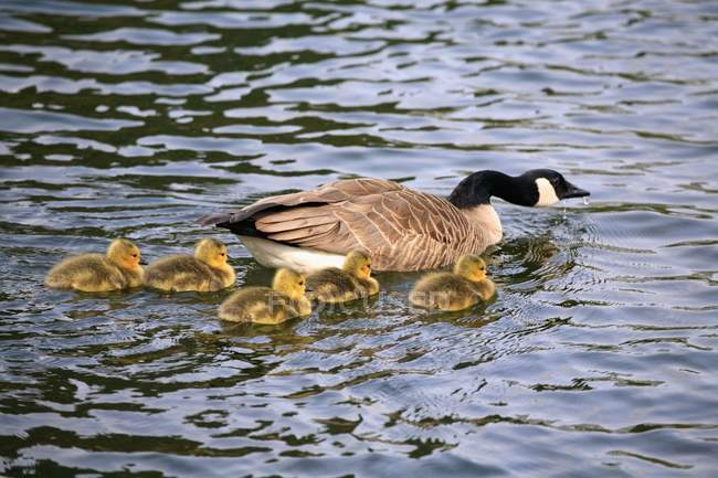 Cinco goslings nadando - foto de stock