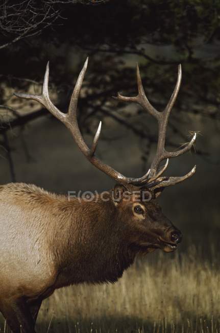 Elk toro de pie contra el árbol - foto de stock