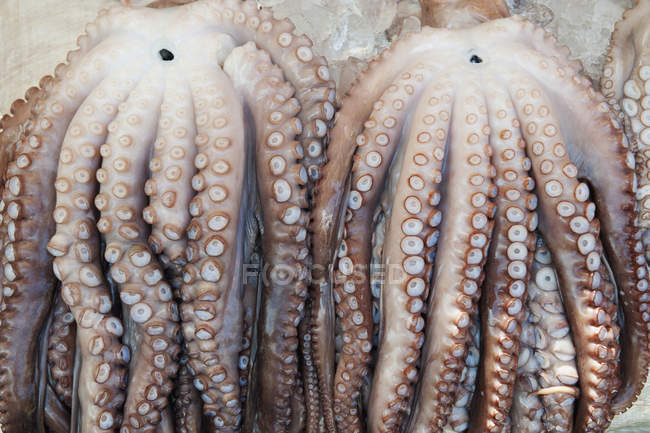 Frischer Oktopus auf dem Fischmarkt — Stockfoto