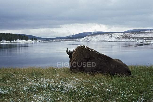 Bison Descansando en River - foto de stock