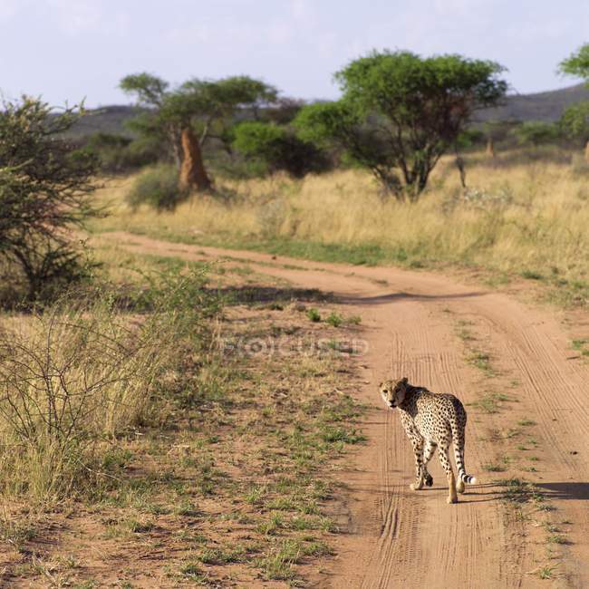 Leopardo caminando por carretera - foto de stock