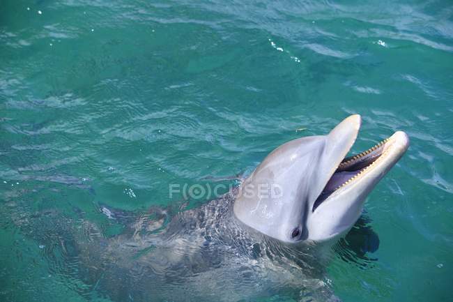 Delfino tursiope in acqua — Foto stock