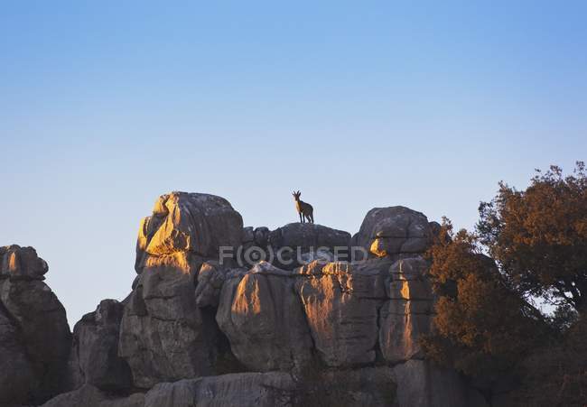 Cabra selvagem espanhola — Fotografia de Stock