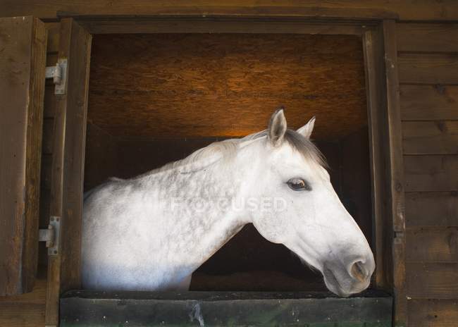 Pferd schaut aus — Stockfoto