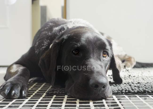Собака лежить на підлозі — стокове фото