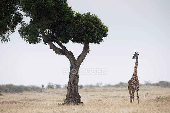 Giraffa in piedi sulla pianura — Foto stock