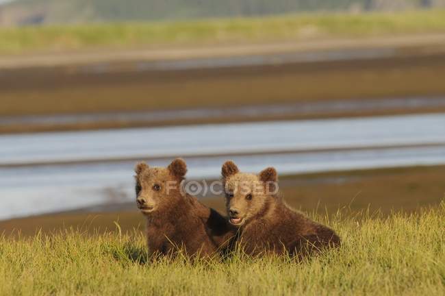 Deux grizzlis — Photo de stock