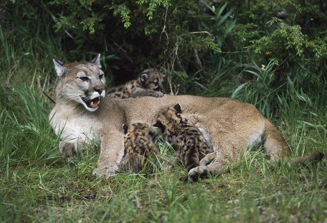 Mountain Lion Nursing Cubs — Stock Photo