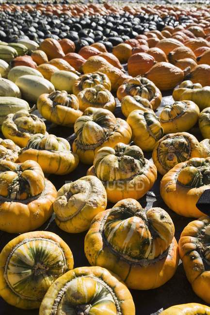 Squash And Pumpkins On Ground — Stock Photo