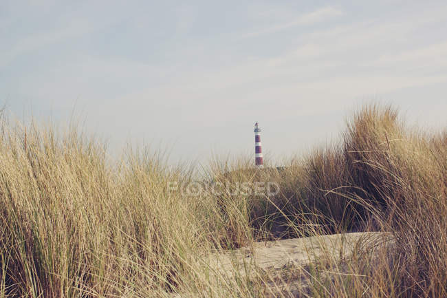 Маяк мимо тростника на пляже — стоковое фото