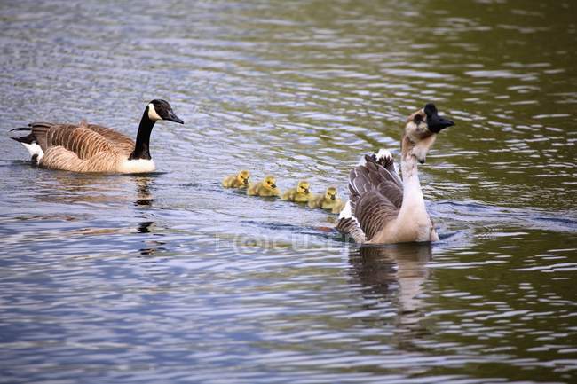 Dois gansos nadando — Fotografia de Stock