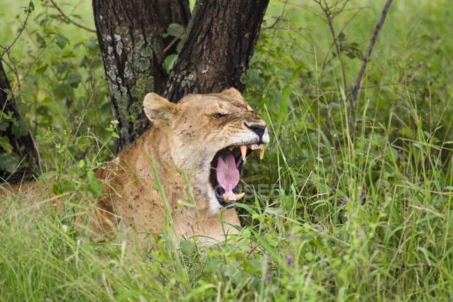 Löwin zeigt Zähne — Stockfoto