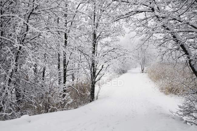 Path Lined With Trees — Stock Photo