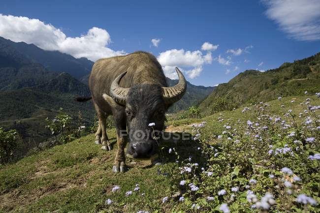 Buffalo d'acqua a Sapa — Foto stock