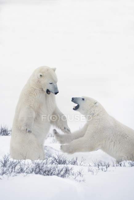 Двоє полярних ведмедів грають у бійки — стокове фото