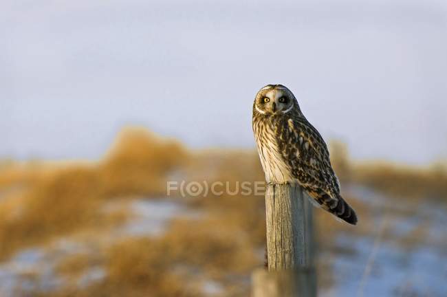 Short-Eared Owl — Stock Photo