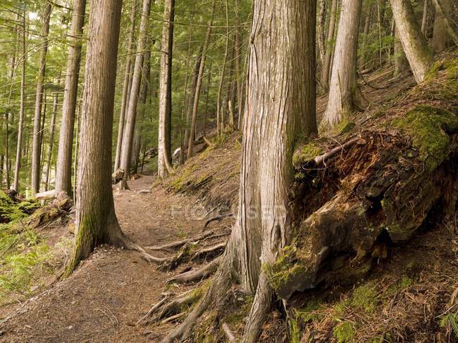 Caminho da floresta, Whistler — Fotografia de Stock