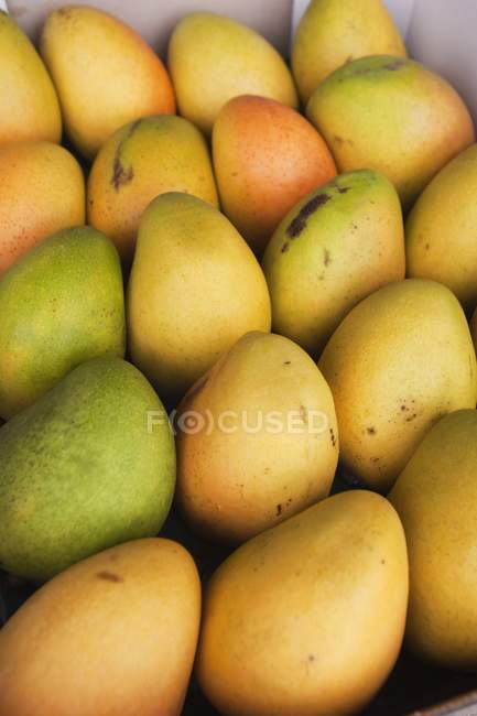 Mangos dans une rangée dans la boîte, plein cadre — Photo de stock