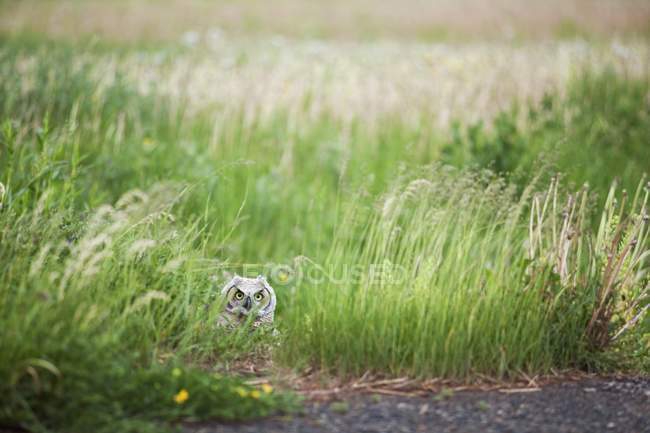 Owl In standing in tall grass — Stock Photo