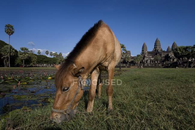 Cavallo al pascolo in campo — Foto stock