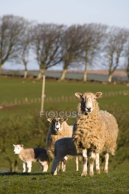 Овцы пасутся на зеленой траве — стоковое фото