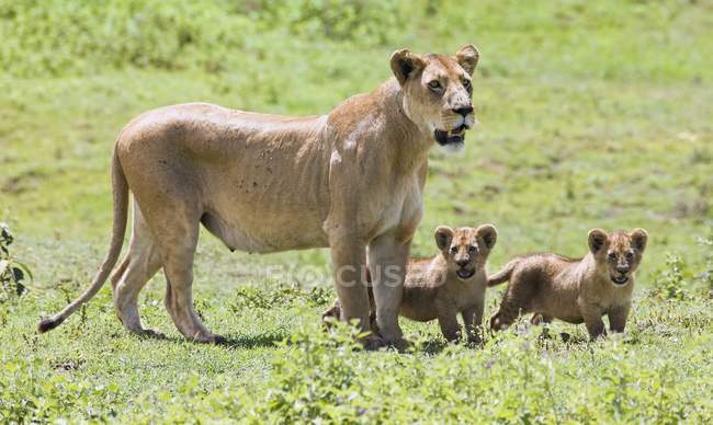 Leoa com filhotes — Fotografia de Stock