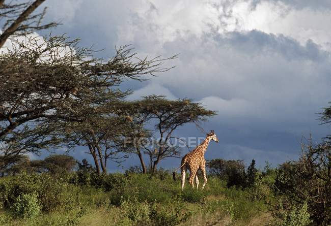 Girafe marche dans la forêt d'acacia — Photo de stock