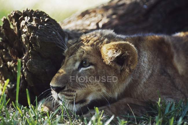 Cubo de leão agachado — Fotografia de Stock