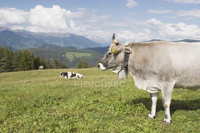Pâturage bovin sur herbe verte — Photo de stock