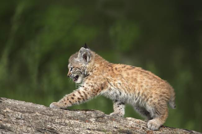 Канада Lynx Kitten — стоковое фото
