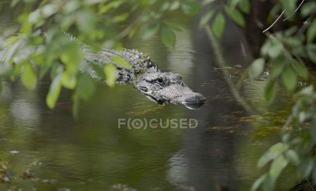 Alligator se desliza a lo largo del agua - foto de stock