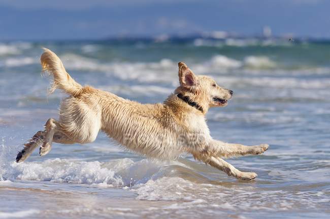 Perro corriendo en el agua - foto de stock