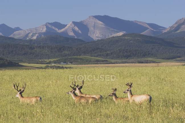 Deers Walking Through Field — Stock Photo