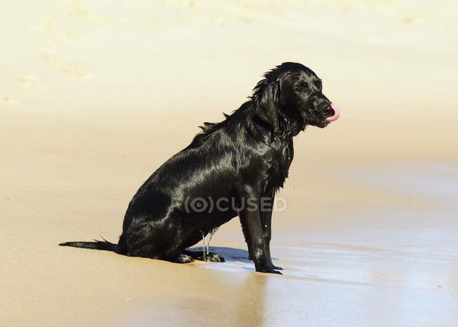 Perro sentado en la playa - foto de stock