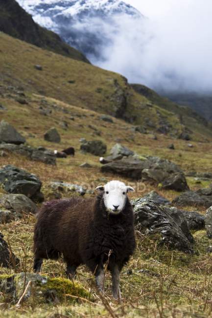 Herdwick ovejas en las montañas - foto de stock