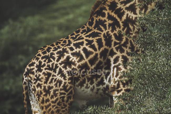 Modello su Giraffa Nascondere — Foto stock
