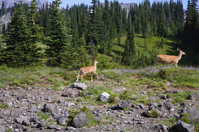Deers In Park walking — Stock Photo