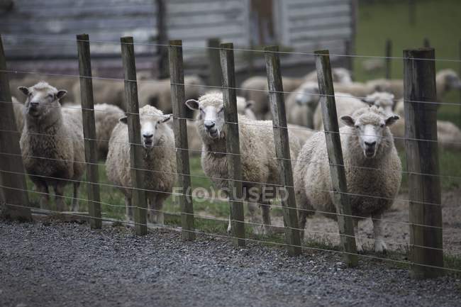 Moutons derrière la clôture en fil barbelé — Photo de stock