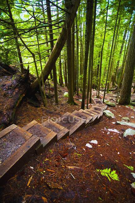 Caminho de escalada com passos — Fotografia de Stock