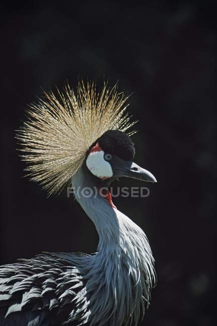 Guindaste cinzento-coroado no perfil; África Oriental, Tanzânia — Fotografia de Stock
