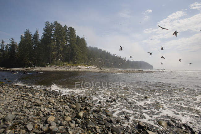 Gaviotas volando sobre la orilla del mar - foto de stock
